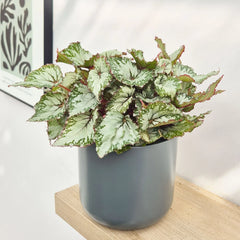 30 - 40cm Begonia Beleaf Asian Tundra 17cm Pot House Plant
