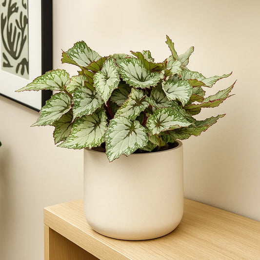 30 - 40cm Begonia Beleaf Asian Tundra 17cm Pot House Plant