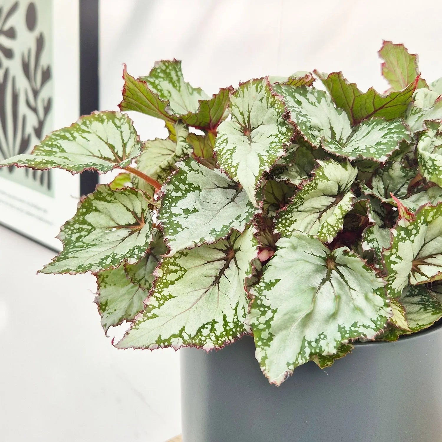 30 - 40cm Begonia Beleaf Asian Tundra 17cm Pot House Plant