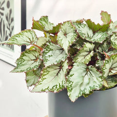30 - 40cm Begonia Beleaf Asian Tundra 17cm Pot House Plant