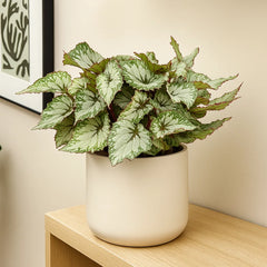 30 - 40cm Begonia Beleaf Asian Tundra 17cm Pot House Plant