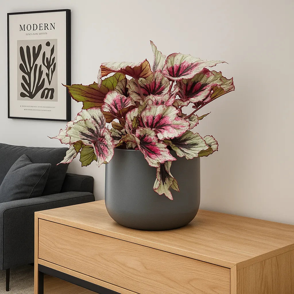 30 - 40cm Begonia Beleaf Evening Glow 17cm Pot House Plant