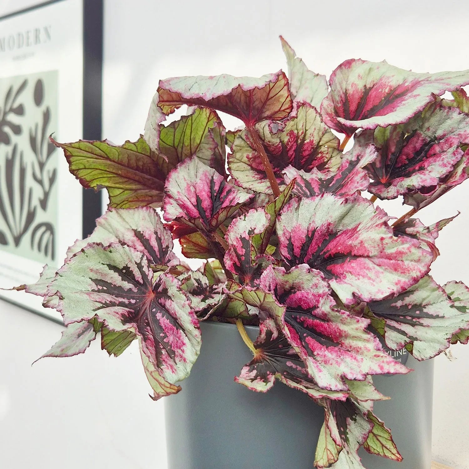 30 - 40cm Begonia Beleaf Evening Glow 17cm Pot House Plant