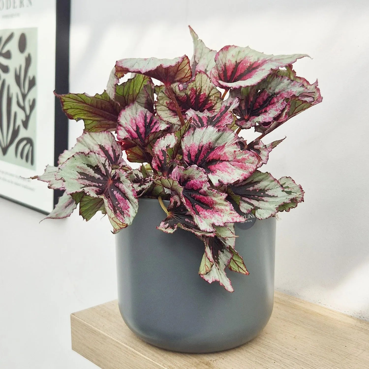 30 - 40cm Begonia Beleaf Evening Glow 17cm Pot House Plant