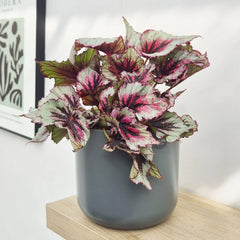 30 - 40cm Begonia Beleaf Evening Glow 17cm Pot House Plant