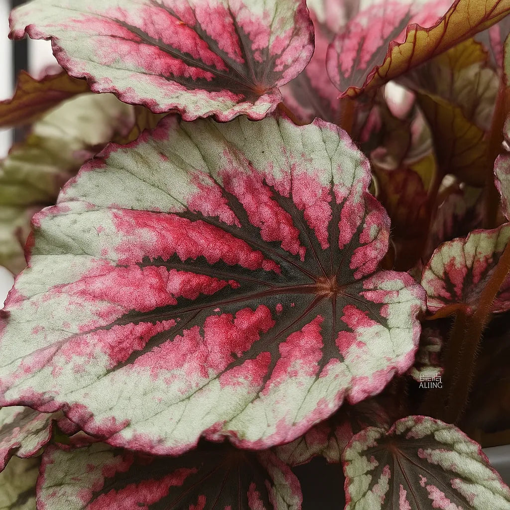 30 - 40cm Begonia Beleaf Evening Glow 17cm Pot House Plant