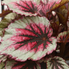 30 - 40cm Begonia Beleaf Evening Glow 17cm Pot House Plant