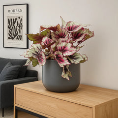 30 - 40cm Begonia Beleaf Evening Glow 17cm Pot House Plant