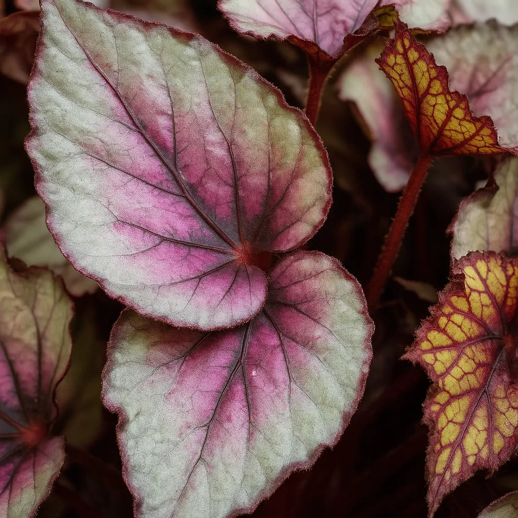 30 - 40cm Begonia Beleaf Maori Haze 17cm Pot House Plant
