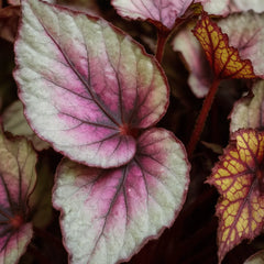 30 - 40cm Begonia Beleaf Maori Haze 17cm Pot House Plant