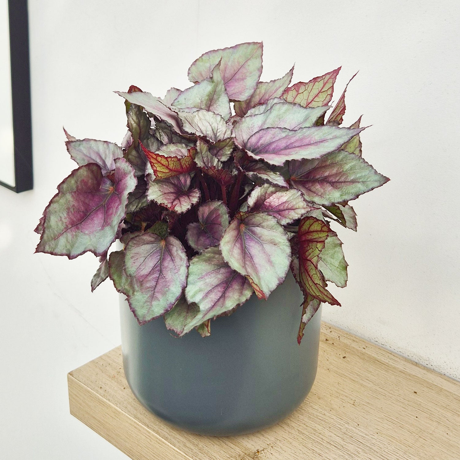 30 - 40cm Begonia Beleaf Maori Haze 17cm Pot House Plant – Plants For ...