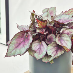 30 - 40cm Begonia Beleaf Maori Haze 17cm Pot House Plant