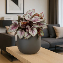 30 - 40cm Begonia Beleaf Maori Haze 17cm Pot House Plant