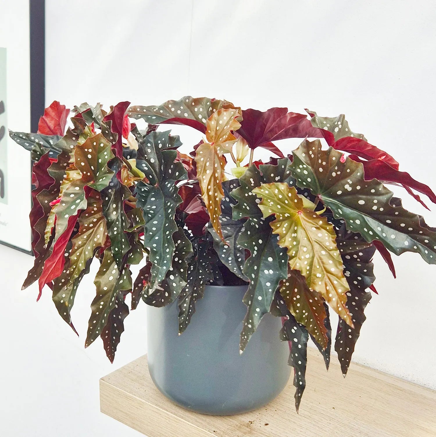 30 - 40cm Begonia Maculata Black Forest 17cm Pot House Plant
