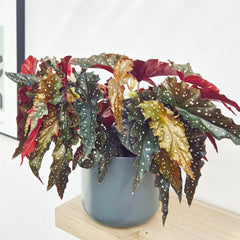 30 - 40cm Begonia Maculata Black Forest 17cm Pot House Plant