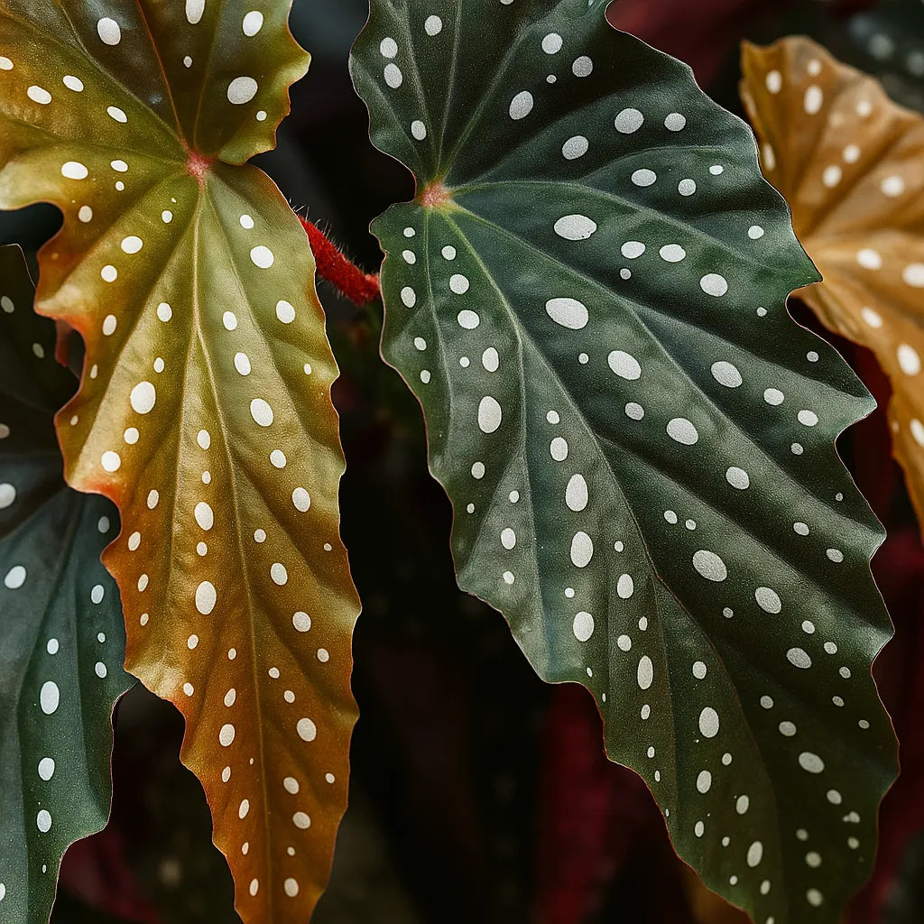 30 - 40cm Begonia Maculata Black Forest 17cm Pot House Plant