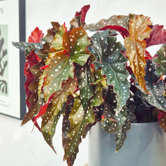 30 - 40cm Begonia Maculata Black Forest 17cm Pot House Plant