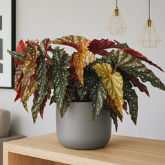 30 - 40cm Begonia Maculata Black Forest 17cm Pot House Plant