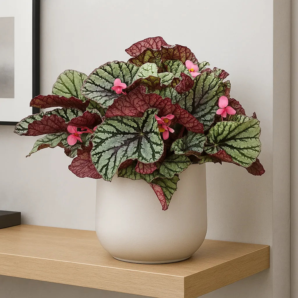 30 - 40cm Begonia Rex Fedor 17cm Pot House Plant