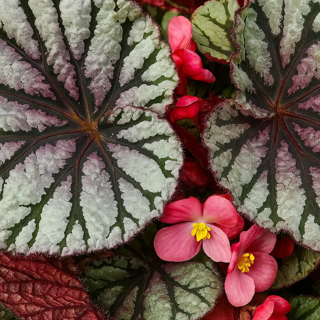 30 - 40cm Begonia Rex Fedor 17cm Pot House Plant