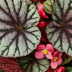 30 - 40cm Begonia Rex Fedor 17cm Pot House Plant