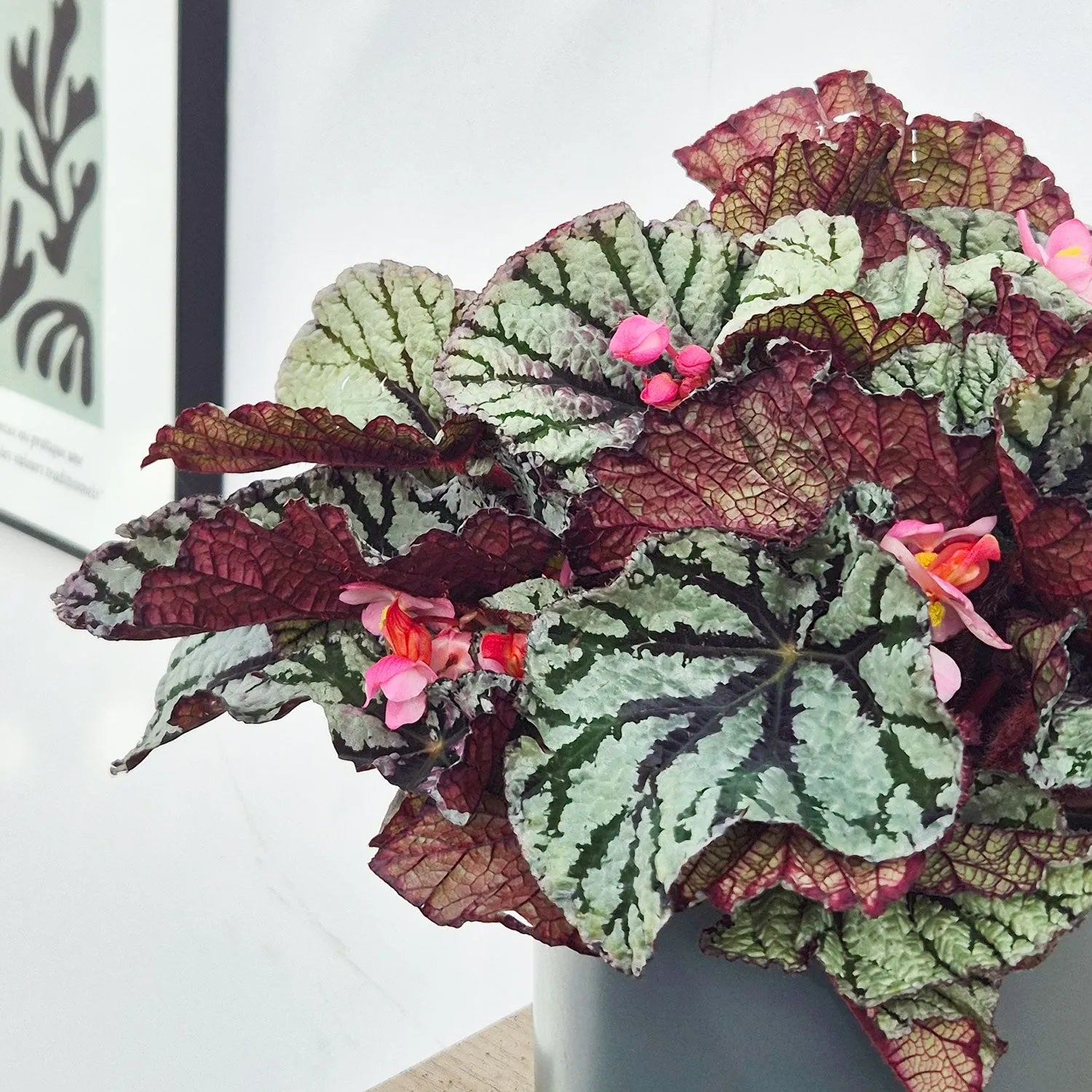 30 - 40cm Begonia Rex Fedor 17cm Pot House Plant