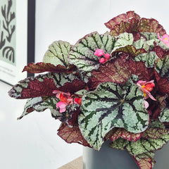 30 - 40cm Begonia Rex Fedor 17cm Pot House Plant