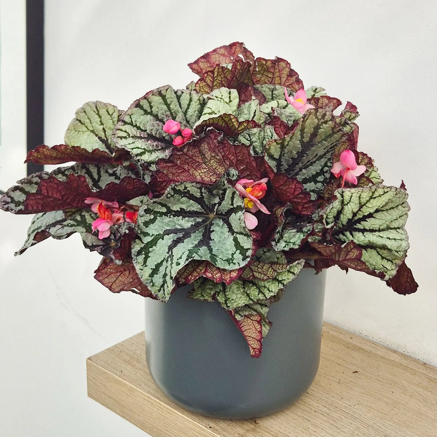 30 - 40cm Begonia Rex Fedor 17cm Pot House Plant