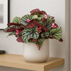 30 - 40cm Begonia Rex Fedor 17cm Pot House Plant