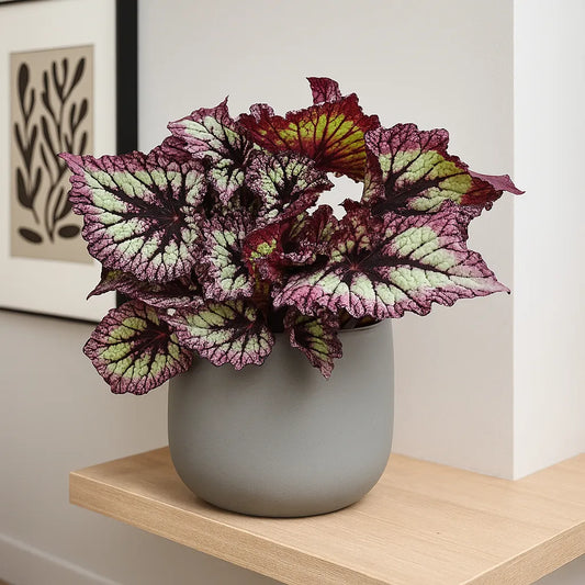 30 - 40cm Begonia Rex Fireworks 17cm Pot House Plant