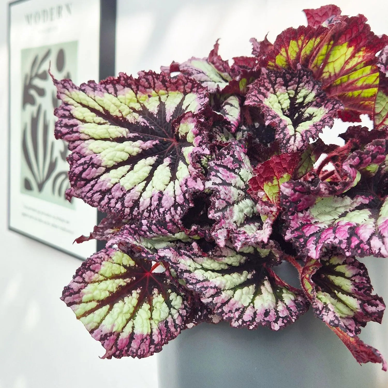 30 - 40cm Begonia Rex Fireworks 17cm Pot House Plant