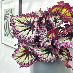 30 - 40cm Begonia Rex Fireworks 17cm Pot House Plant