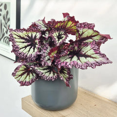30 - 40cm Begonia Rex Fireworks 17cm Pot House Plant