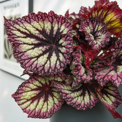 30 - 40cm Begonia Rex Fireworks 17cm Pot House Plant