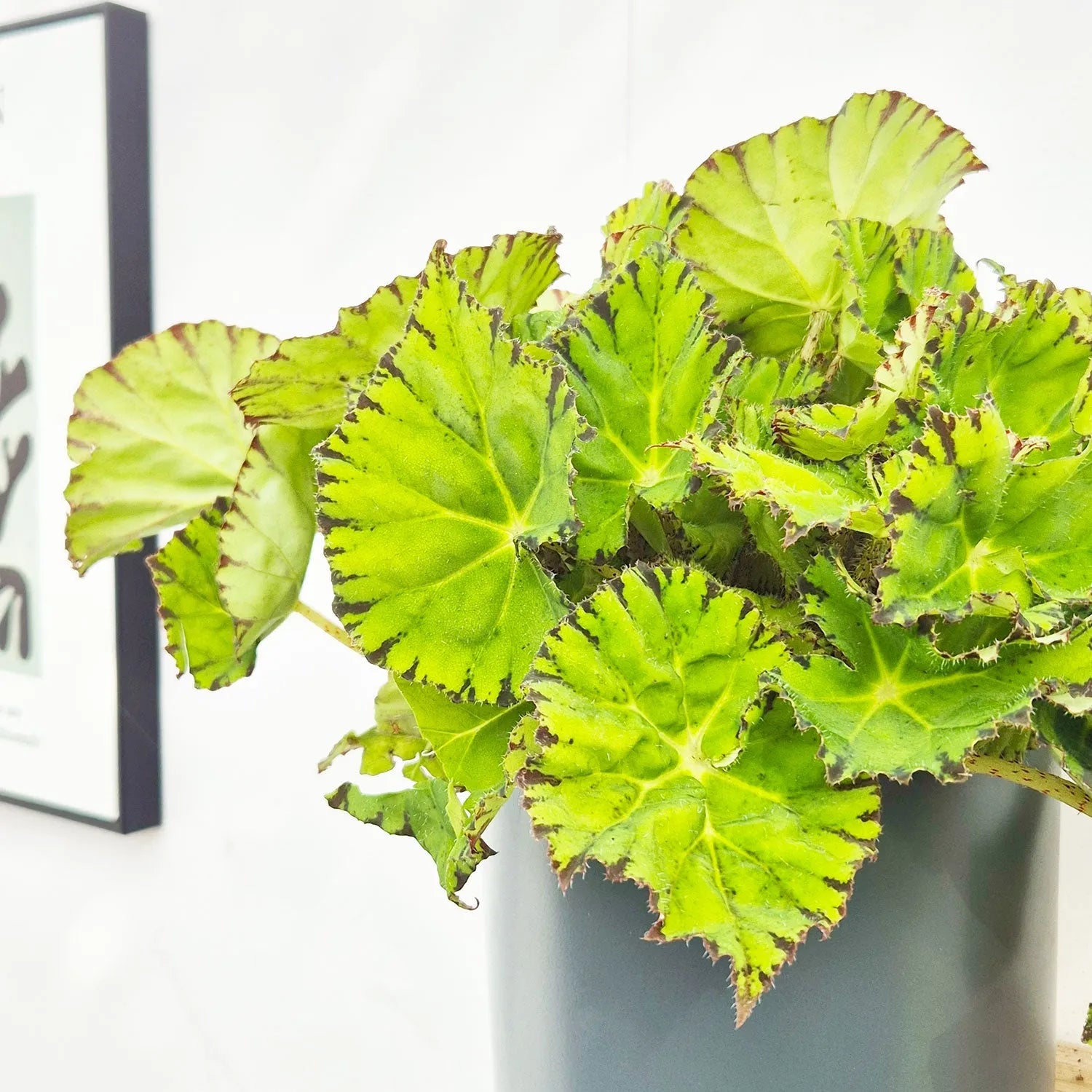 30 - 40cm Begonia Rex Lime Fever 17cm Pot House Plant