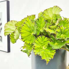 30 - 40cm Begonia Rex Lime Fever 17cm Pot House Plant