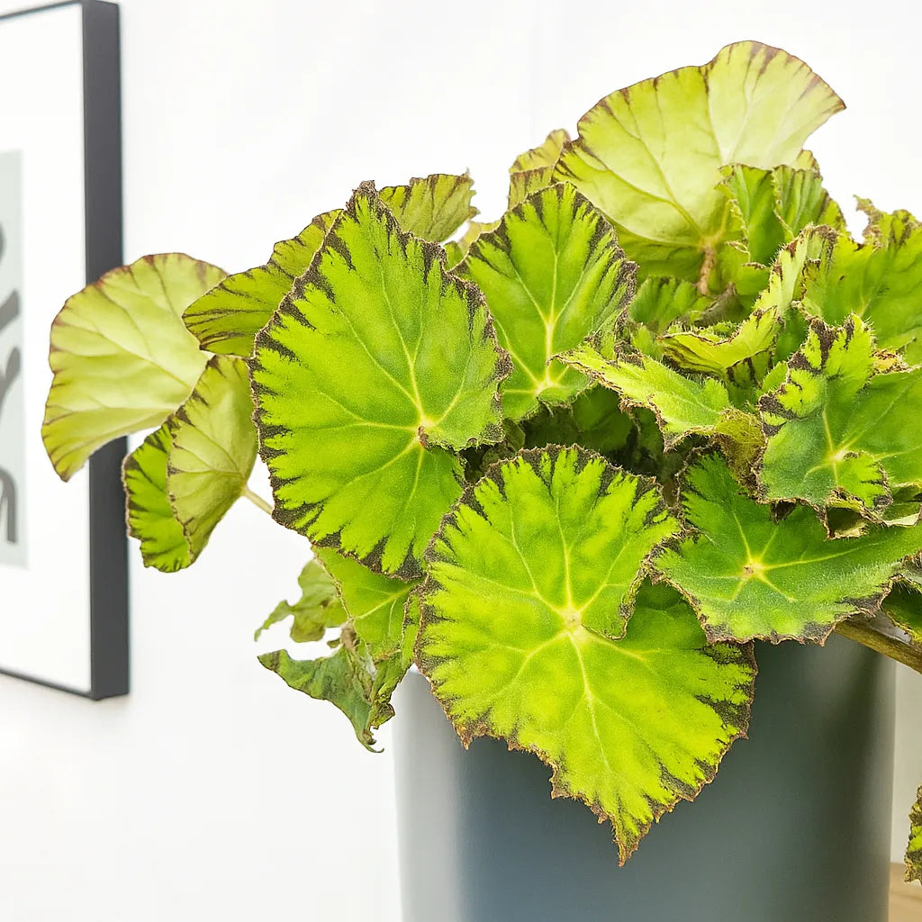 rex house plant 30