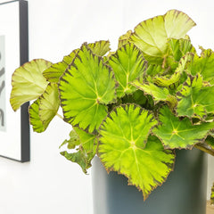 30 - 40cm Begonia Rex Lime Fever 17cm Pot House Plant