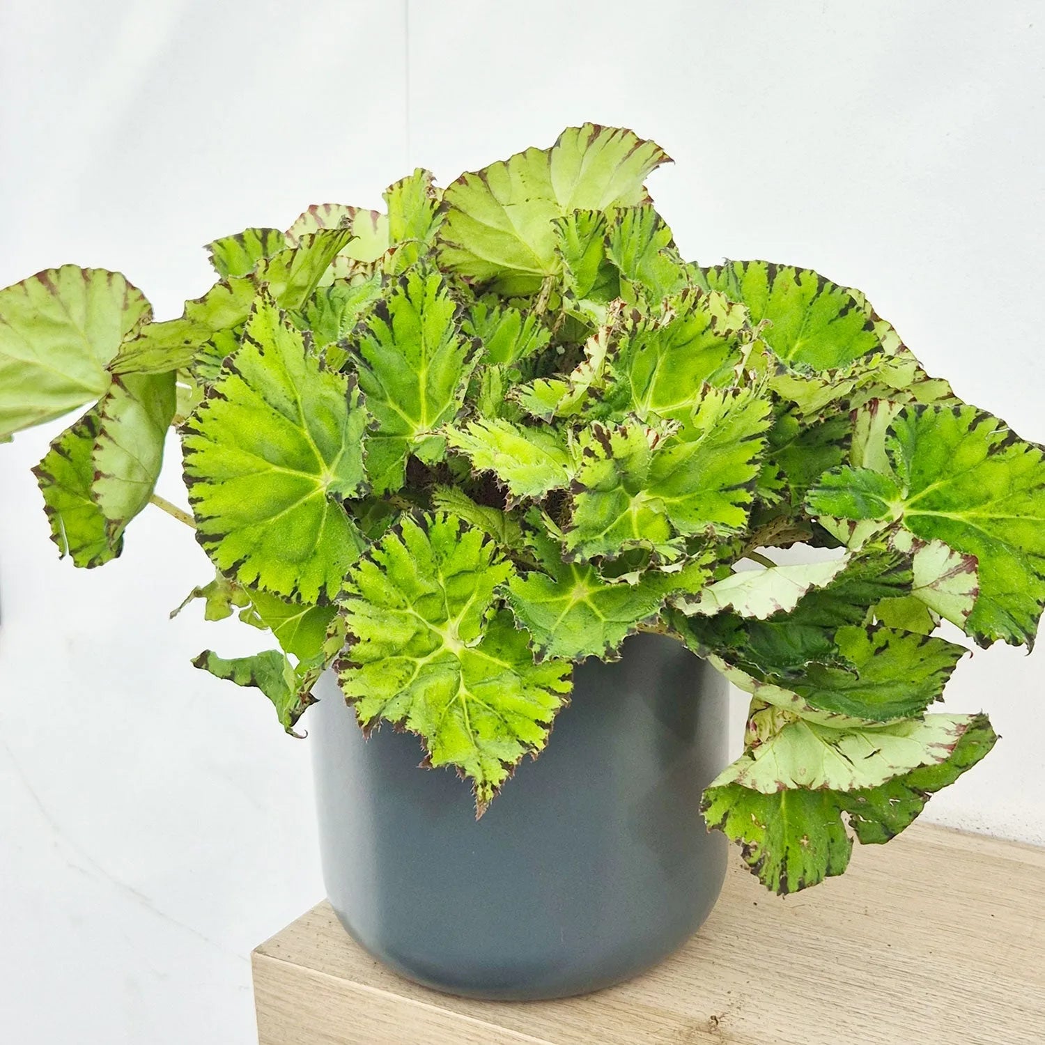 30 - 40cm Begonia Rex Lime Fever 17cm Pot House Plant
