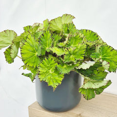 30 - 40cm Begonia Rex Lime Fever 17cm Pot House Plant