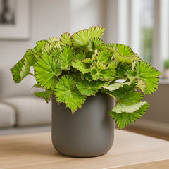 30 - 40cm Begonia Rex Lime Fever 17cm Pot House Plant