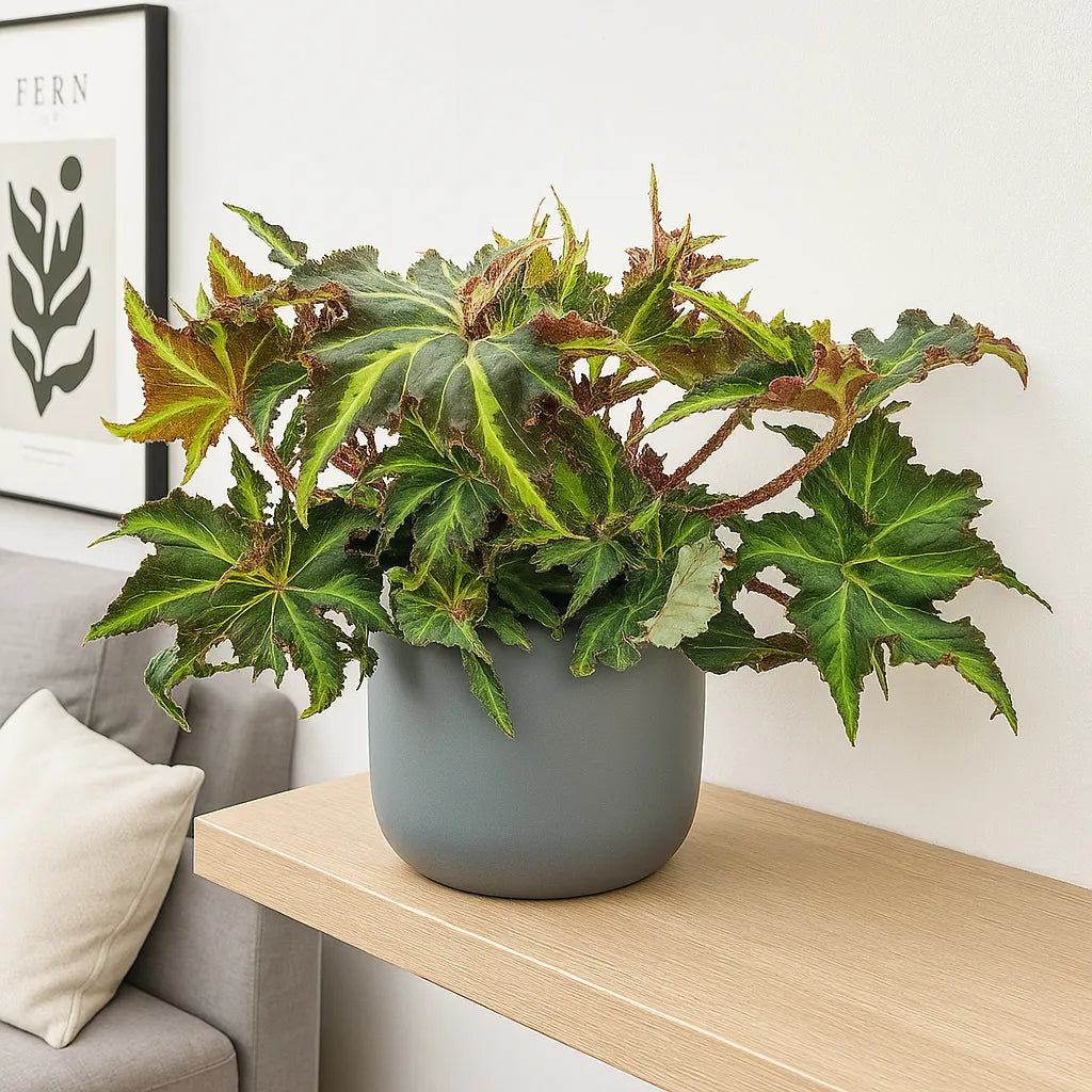 30 - 40cm Begonia Rex Liondance 17cm Pot House Plant