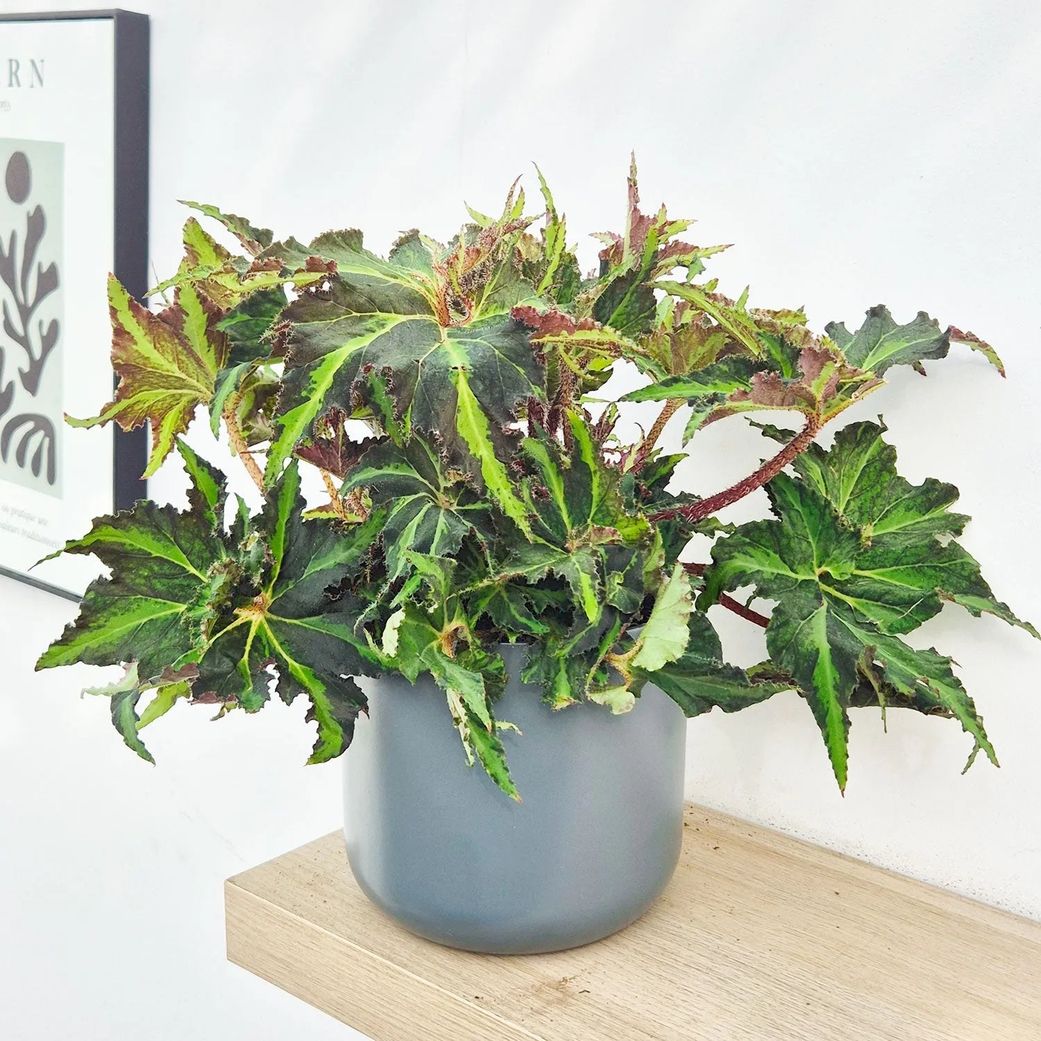 30 - 40cm Begonia Rex Liondance 17cm Pot House Plant