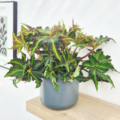 30 - 40cm Begonia Rex Liondance 17cm Pot House Plant