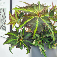 30 - 40cm Begonia Rex Liondance 17cm Pot House Plant