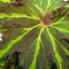 30 - 40cm Begonia Rex Liondance 17cm Pot House Plant