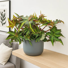 30 - 40cm Begonia Rex Liondance 17cm Pot House Plant