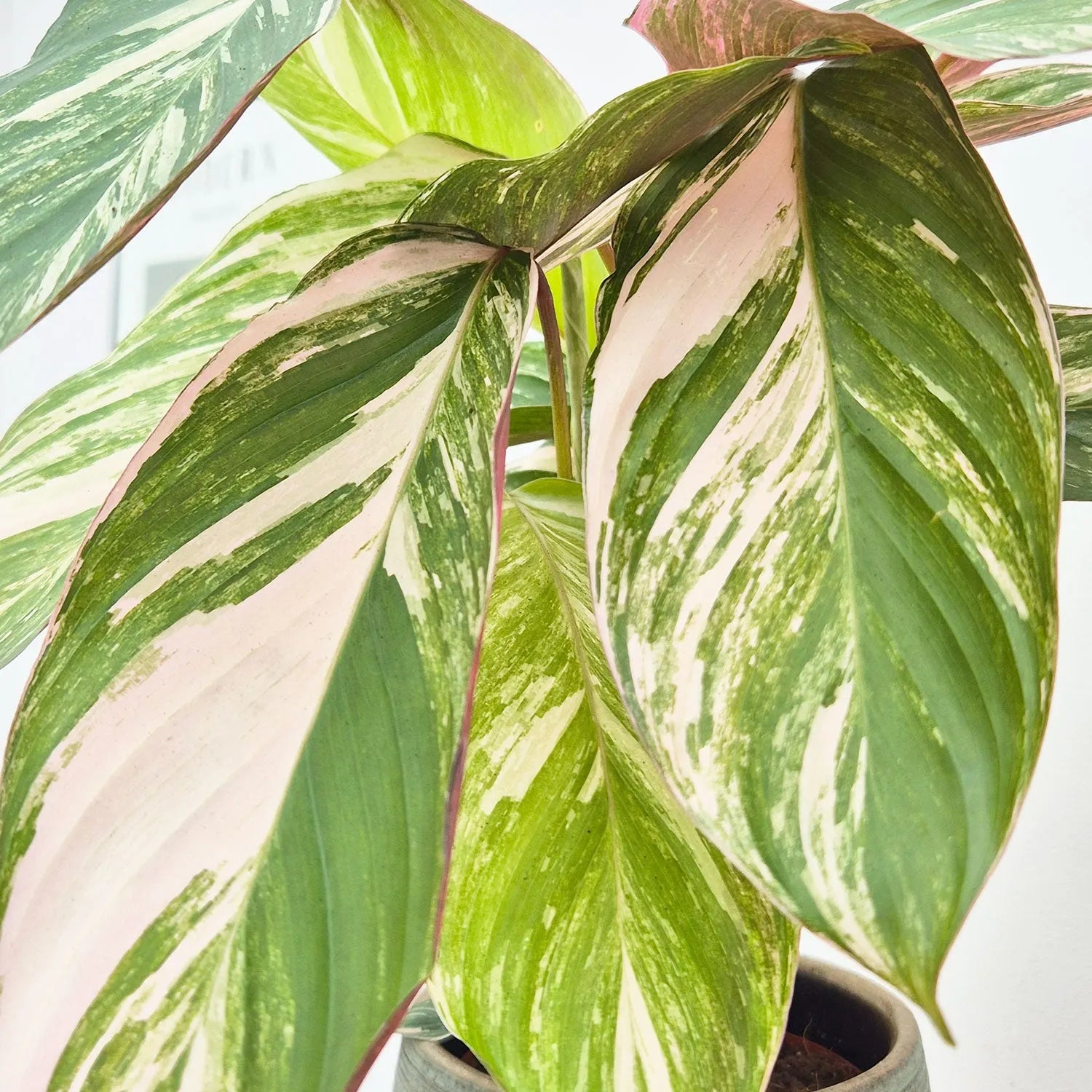 30