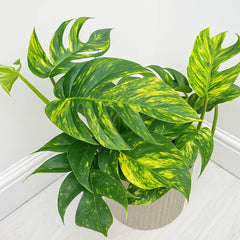 30 - 40cm Epipremnum Pinnatum Cintho Goldfinger Pothos 17cm Pot House Plant