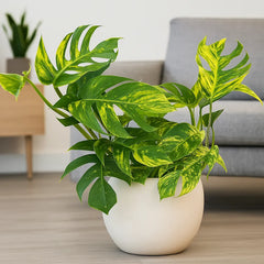 30 - 40cm Epipremnum Pinnatum Cintho Goldfinger Pothos 17cm Pot House Plant